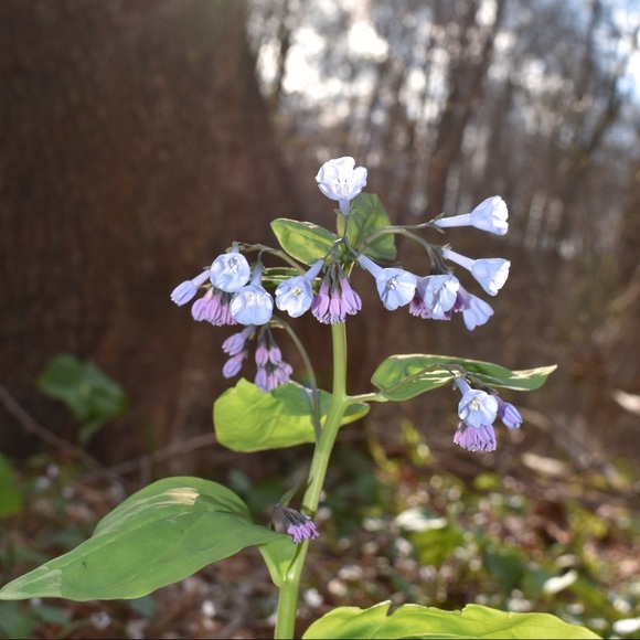 Meet your Posher, Rachel - Picture 3 of 16